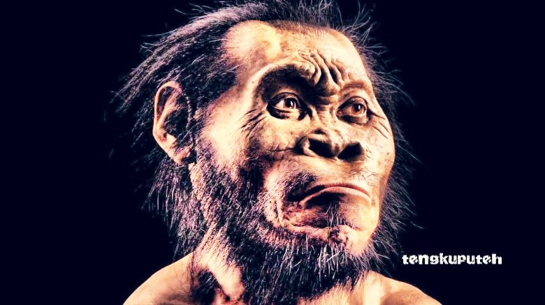 Perkiraan wajah Aneuk Lacoe atau Suku Mante menyerupai manusia purba Homo Naledi
